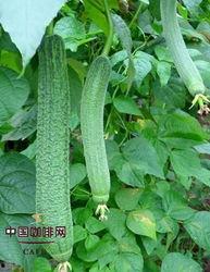 西北民族吃瓜网,吃瓜网带你领略风味盛宴