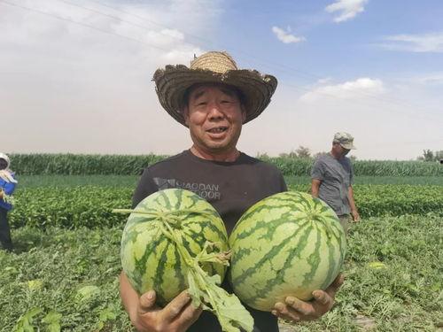 西北民族吃瓜网,吃瓜网带你领略风味盛宴