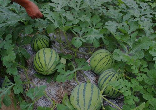 山西怀仁网红吃瓜视频,揭秘当地美食文化新潮流
