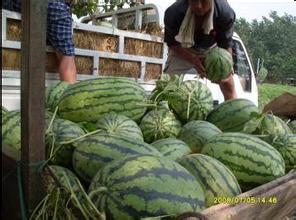 山西怀仁网红吃瓜视频,揭秘当地美食文化新潮流