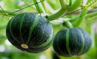 即墨网红吃瓜事件真相揭秘,揭秘背后真相与争议