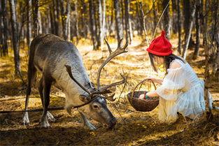 网红驯鹿吃瓜视频大全集,趣味视频全集盘点