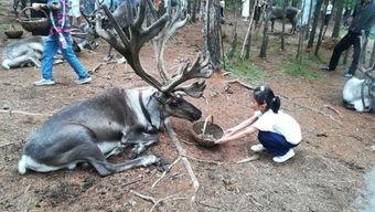 网红驯鹿吃瓜视频大全集,趣味视频全集盘点