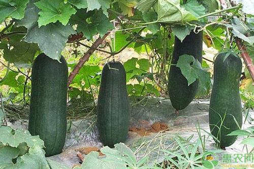 诸暨网红吃瓜事件,揭秘网络舆论背后的真相与反思