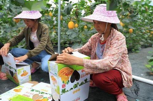 留学生网红吃瓜,海外“吃瓜”风云录