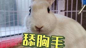 网红吃瓜事件狗头,狗头表情背后的网络狂欢与反思