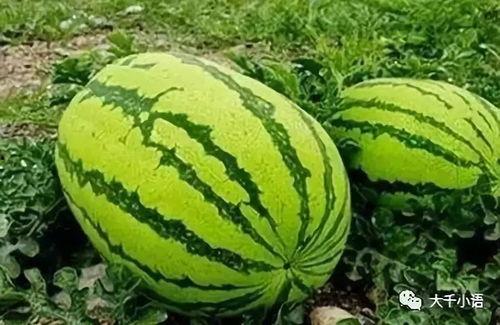 在哪个网可以吃瓜,瓜田何处，尽享八卦盛宴