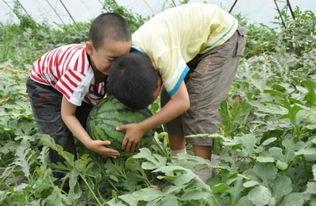 魏县网红吃瓜事件,一场网络狂欢背后的真相与反思