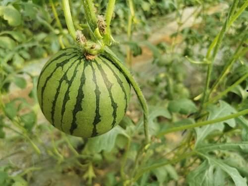 麦地网红吃瓜是真的吗视频,真相揭秘还是网络炒作？