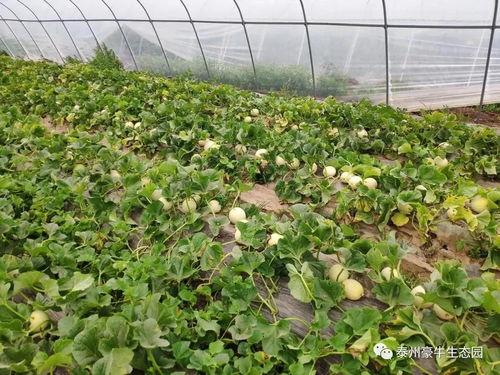 17吃瓜网今日大瓜热门大瓜,揭秘今日热门大瓜，娱乐圈风云再起