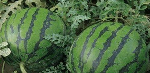 能在线吃瓜网,能在线吃瓜网带你领略网络娱乐新风尚