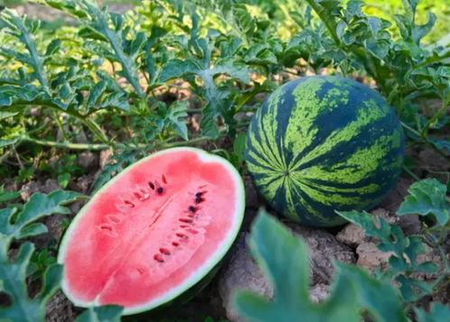 武邑吃瓜官网,吃瓜官网带你领略地方特色美食之旅