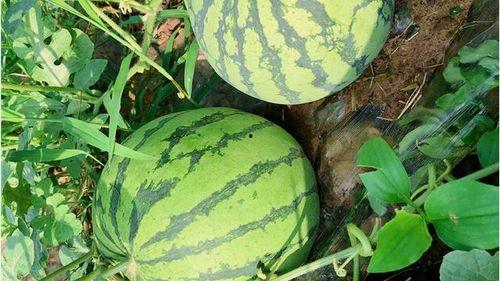 吃瓜网免费入口,畅享海量资讯，轻松获取独家内容