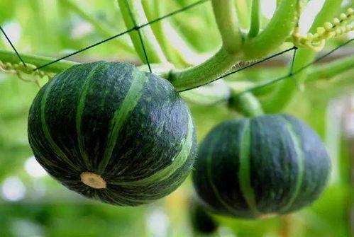 网红动感吃瓜图片大全,捕捉生活趣味瞬间