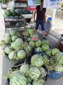 宝坻吃瓜网红事件视频,揭秘网络舆论的风暴与真相