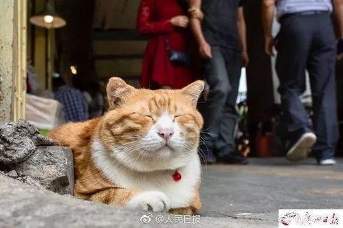 聋哑人网红猫吃瓜