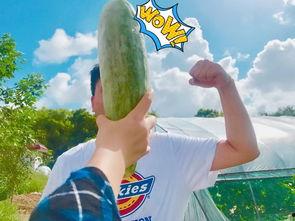 怎么看网红吃瓜视频,揭秘网红吃瓜视频背后的娱乐真相