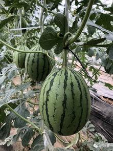 最近网红吃瓜群