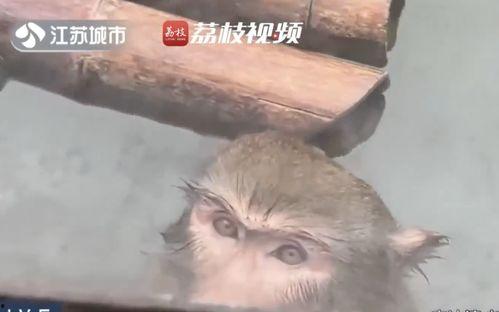 网红吃瓜大猩猩是谁,揭秘网络红人的神秘面纱