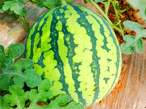 网红星野吃瓜,揭秘网红圈幕后故事