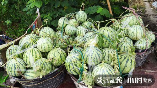 青岛吃瓜网红是谁啊视频,揭秘幕后故事