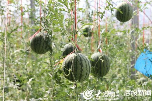 盐城网红吃瓜事件视频,一场网络热议的瓜田奇谈