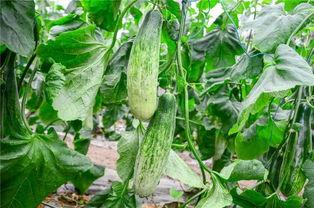 还有哪些吃瓜的网红,盘点当下热门的吃瓜网红