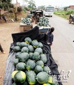 缅甸网红吃瓜事件,揭秘网络舆论背后的真相与争议