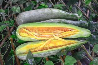 网红瓜有哪些人喜欢吃,揭秘那些美食达人的味蕾偏好