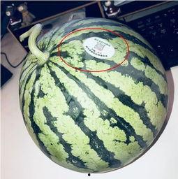 网红吃瓜图,娱乐圈幕后真相大曝光