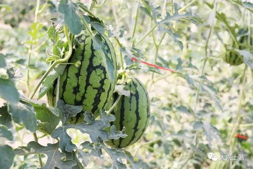 网红吃瓜图,娱乐圈幕后真相大曝光