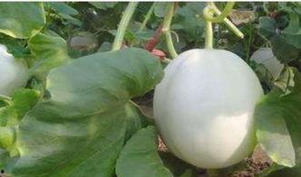 网红吃白兰瓜是真的吗视频,真相揭秘，是炒作还是美味诱惑？