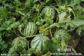 五一吃瓜网免费吃瓜51