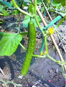 朝阳吃瓜网地址,带你领略京城热点事件背后的真相