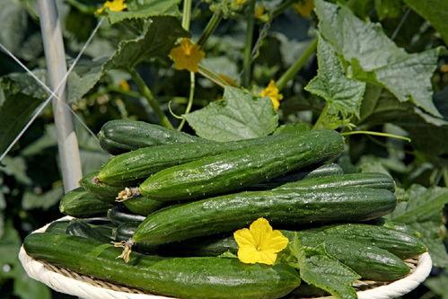 刺玫瑰吃瓜网,揭秘娱乐圈幕后真相，带你领略明星生活百态