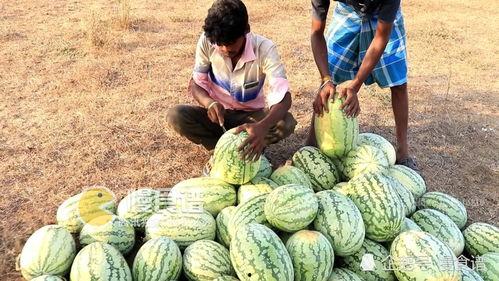 俄罗斯引擎51吃瓜网lyf