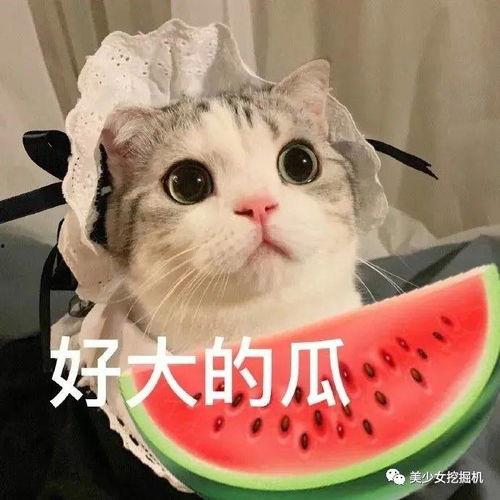 网红吃瓜爆料秃崽,秃崽秃顶之谜，真相竟如此惊人！